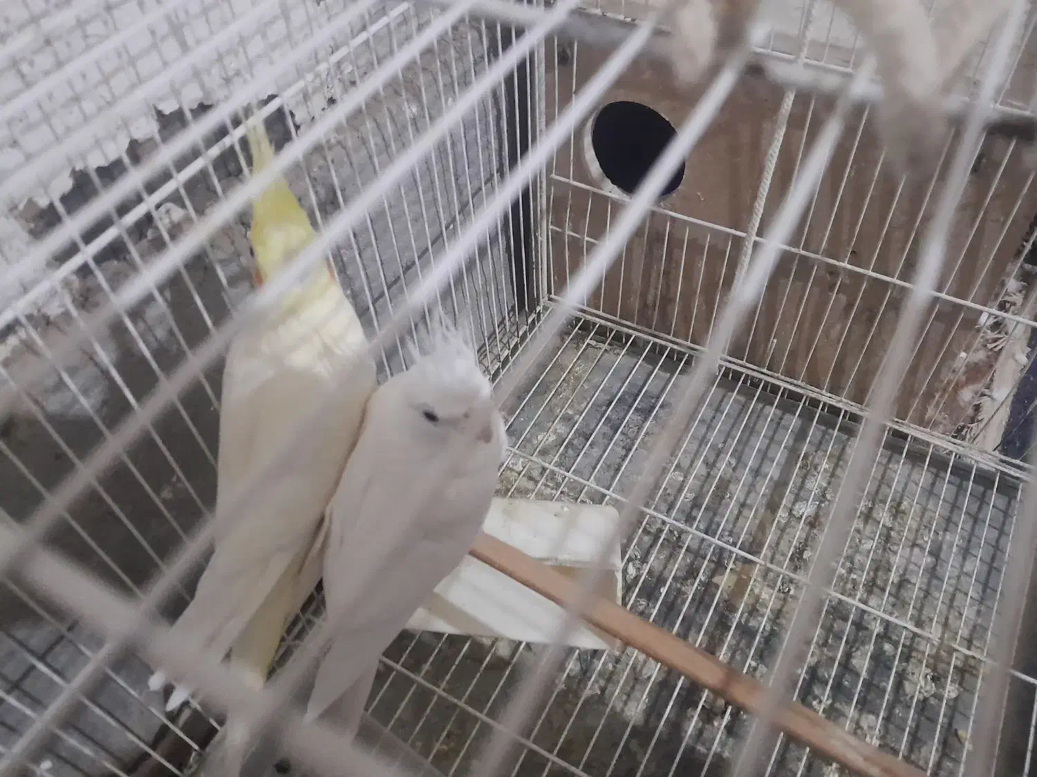 یک جفت عروس هلندی نر البینو ماده لوتینو|پرنده|هامون, |دیوار