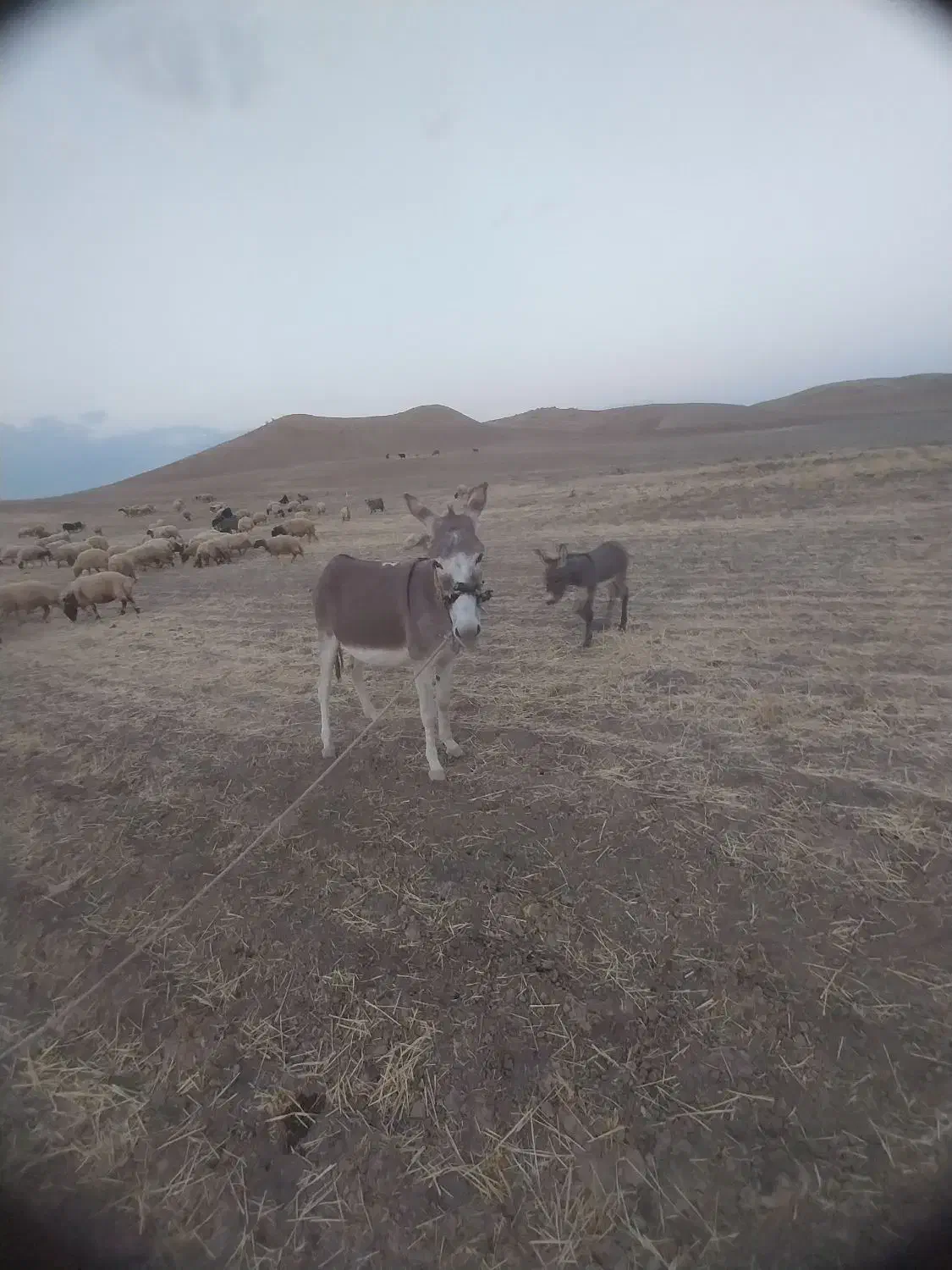 الاغ ماده با کره ماده|حیوانات مزرعه|کوهدشت, |دیوار
