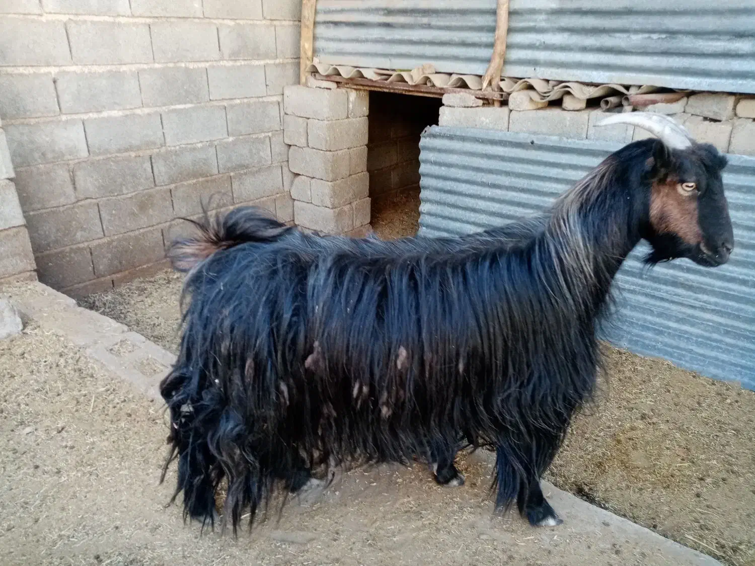 بز.|حیوانات مزرعه|شیراز, سعدیه شمالی|دیوار