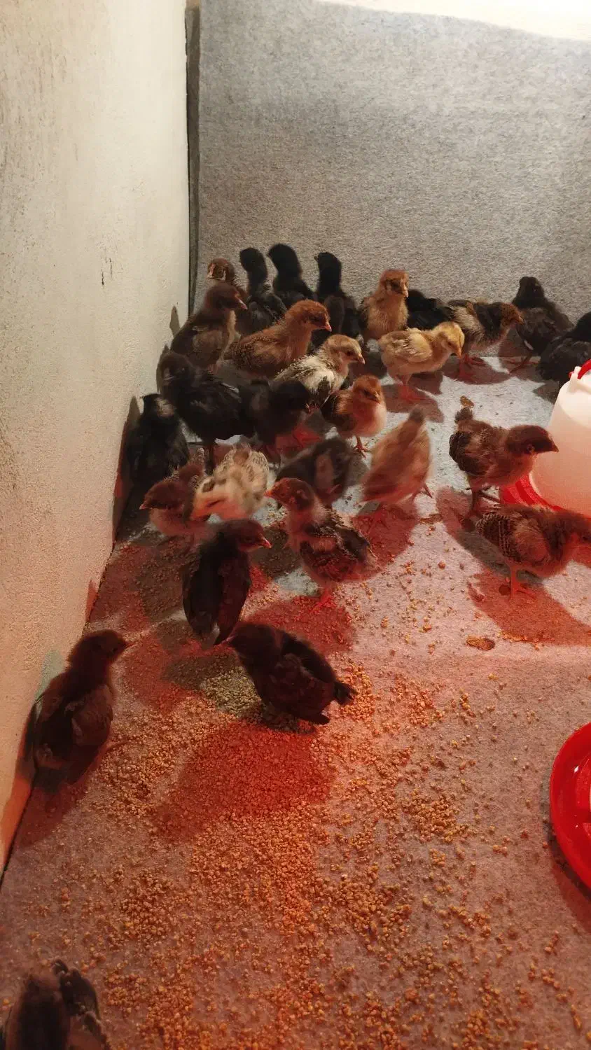 جوجه یک روزه تا یک ماهه|حیوانات مزرعه|شیراز, پودنک|دیوار