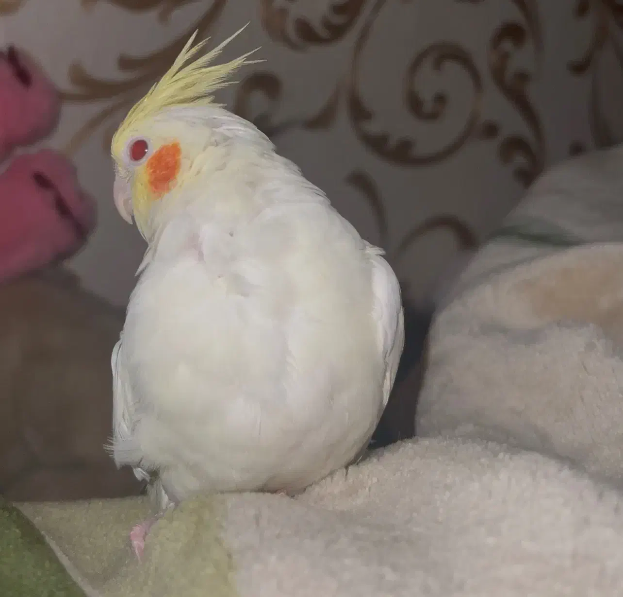 گمشده|حیوانات|بندرعباس, |دیوار