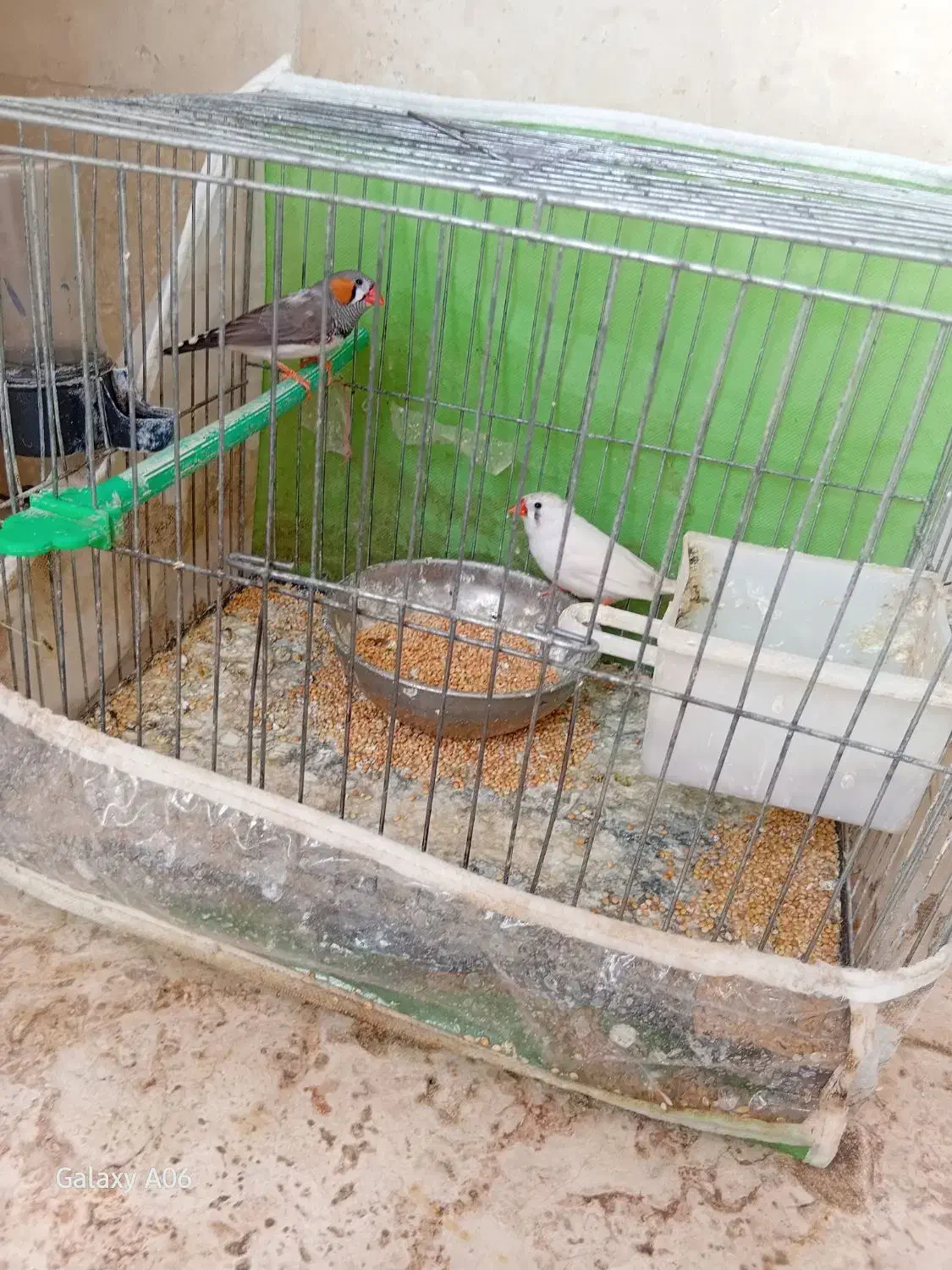 فنچ نروماده|پرنده|گلبهار, شهر جدید گلبهار|دیوار