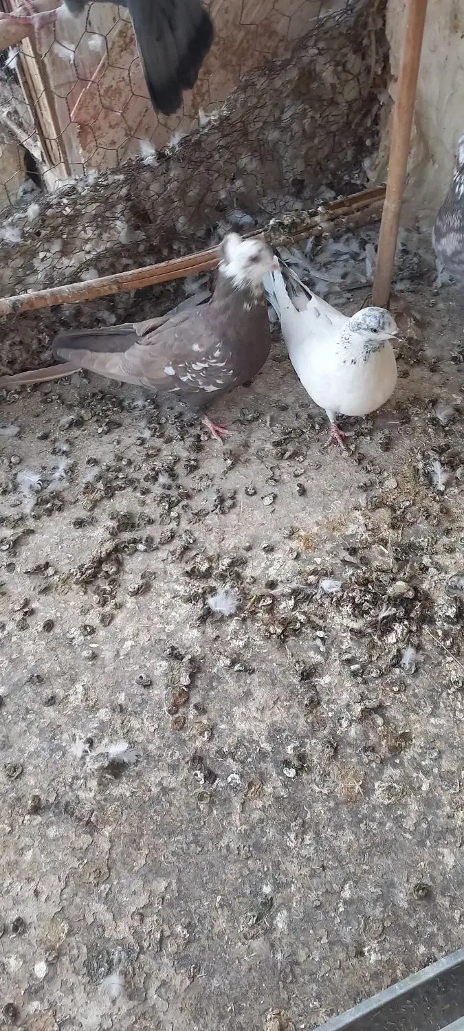 کبوتر|پرنده|سمنان, |دیوار