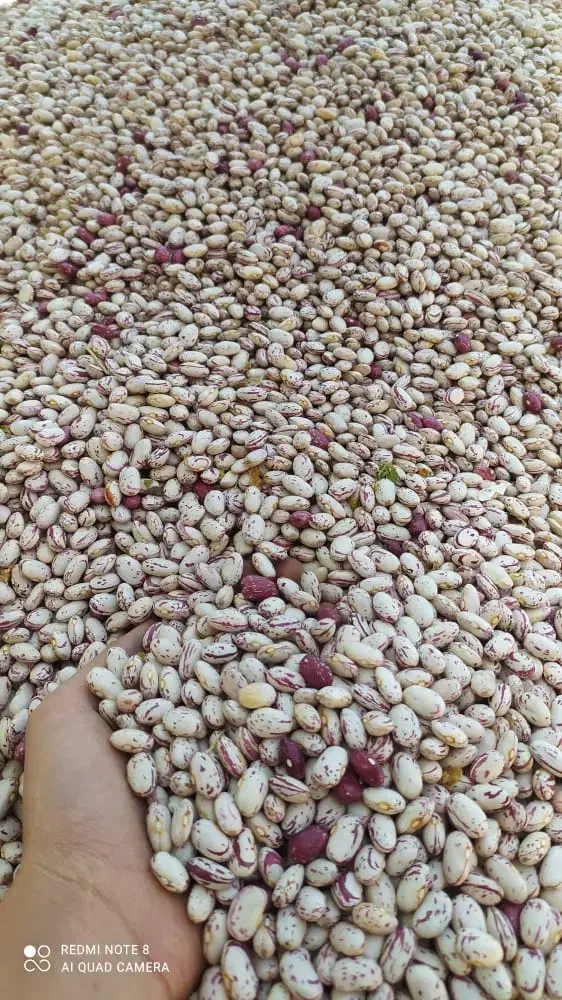 لوبیا چیتی|خوردنی و آشامیدنی|سپیدار, |دیوار