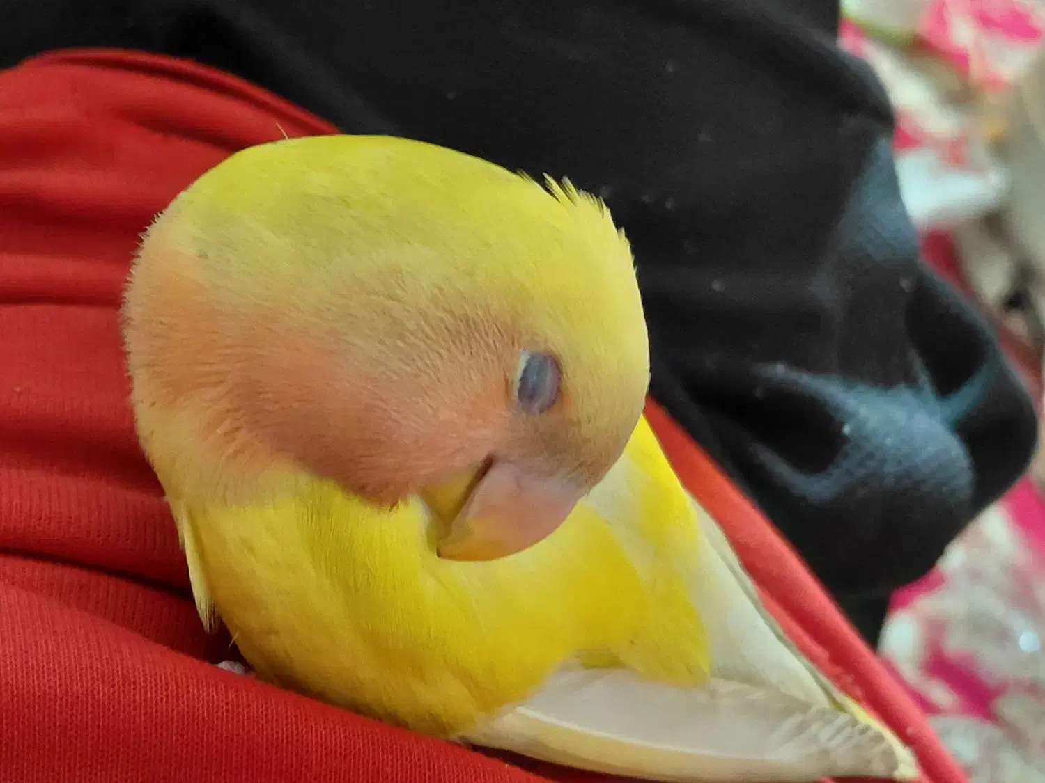 کتوله دستی اروم با هوش و شیطون|پرنده|نیشابور, شهرک قدس|دیوار