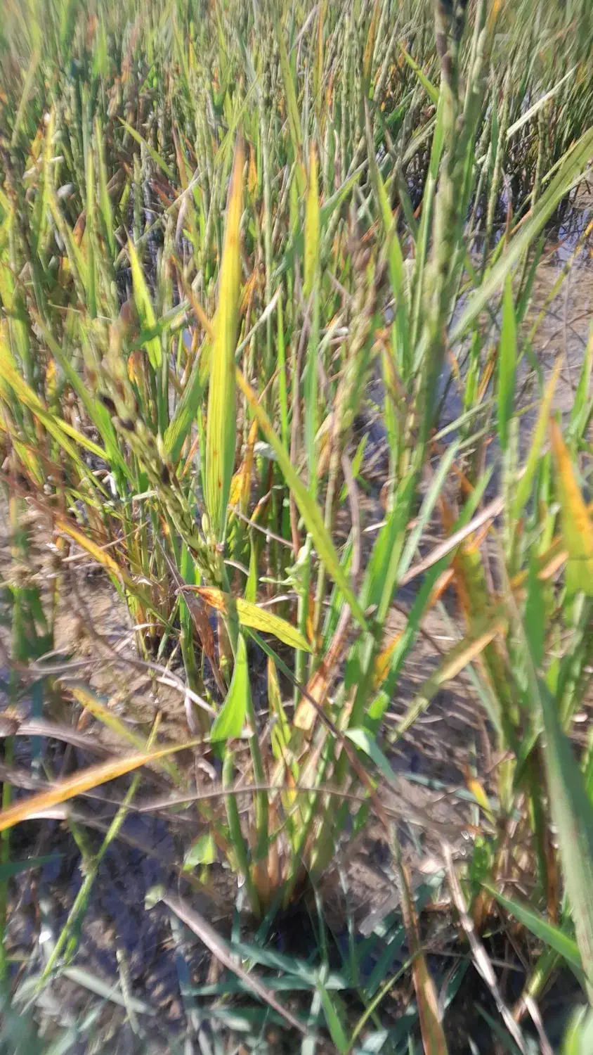 نیازمند کارگر شبانه روزی موسسه کشاورزی|استخدام صنعتی، فنی، مهندسی|شوشتر, |دیوار