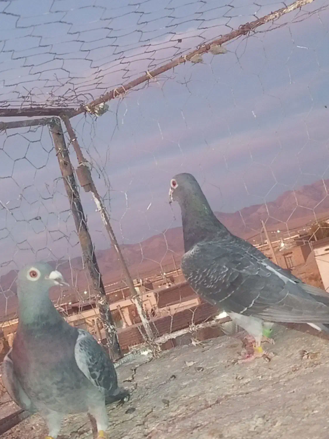 سبز مسافتی خورس لاری|پرنده|زاوه, |دیوار