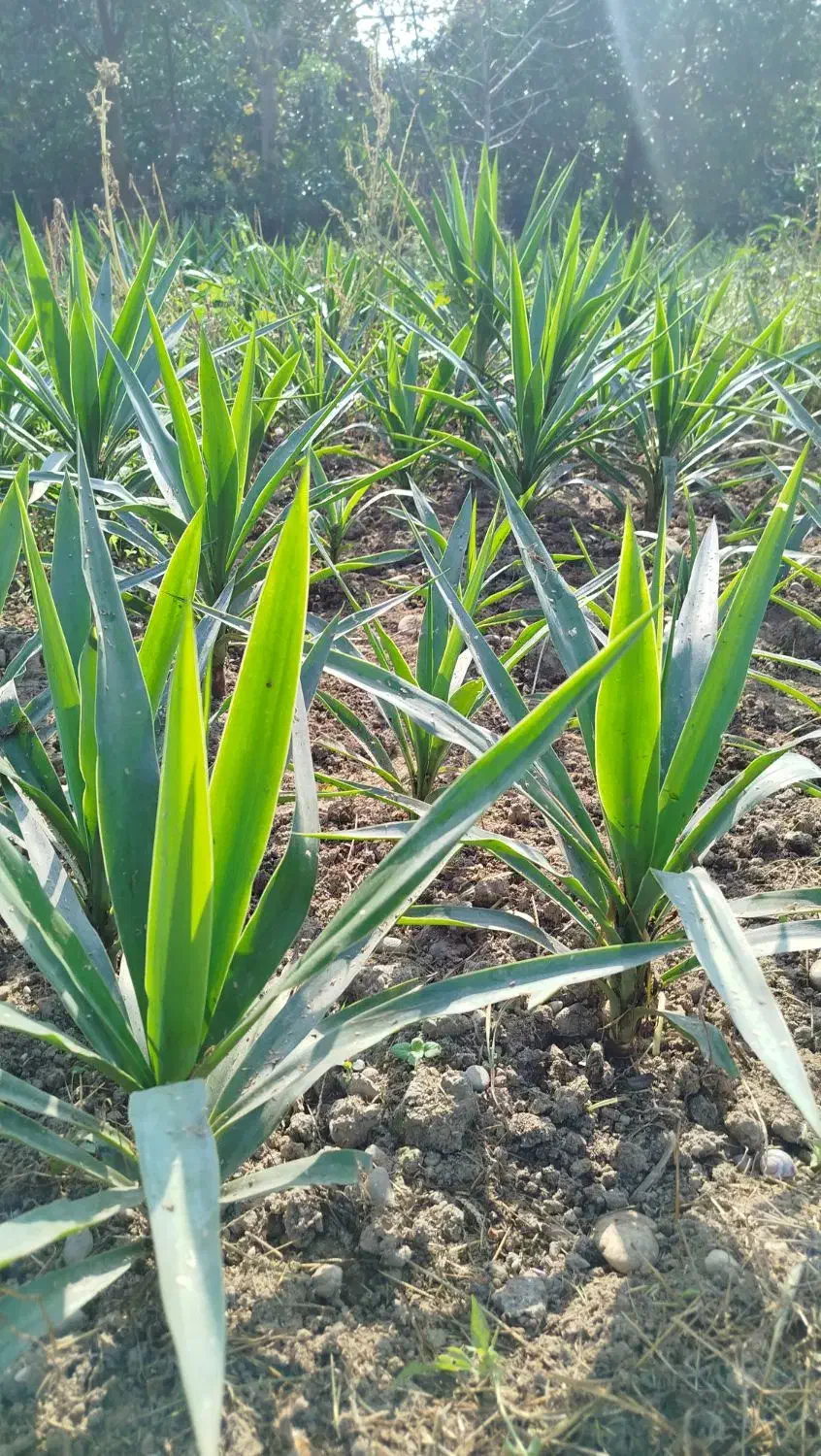 یوکا ریشه دار|گل و گیاه طبیعی|بابل, |دیوار