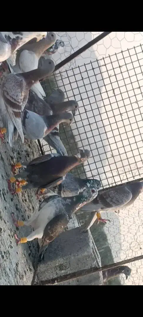 ۴۰ عدد پیازی غوره ای گوره ای خطی|پرنده|برازجان, |دیوار