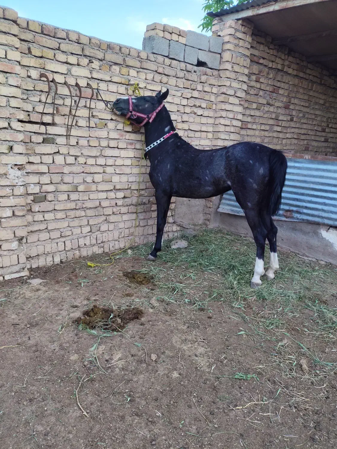 اسب|اسب و تجهیزات اسب‌سواری|قزوین, |دیوار