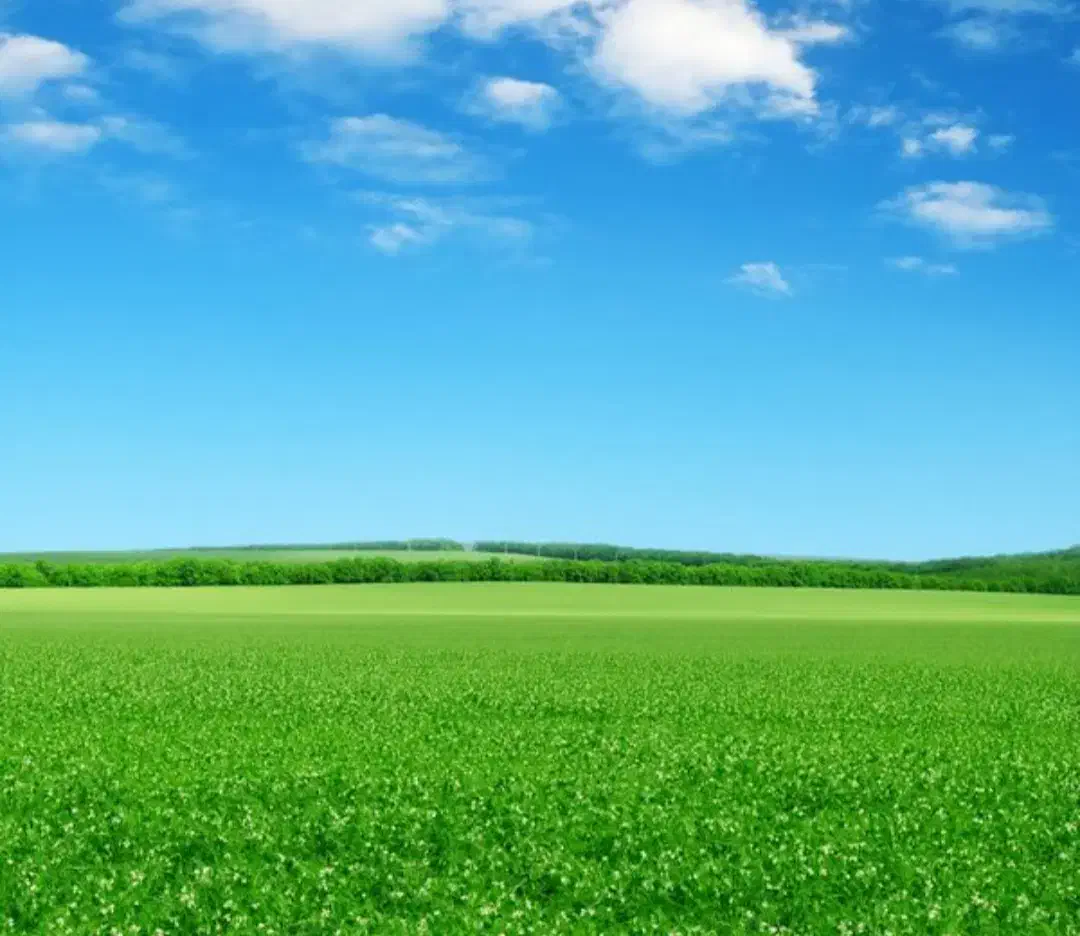 باغبانی و فضای سبز|خدمات باغبانی و درختکاری|زاهدان, |دیوار