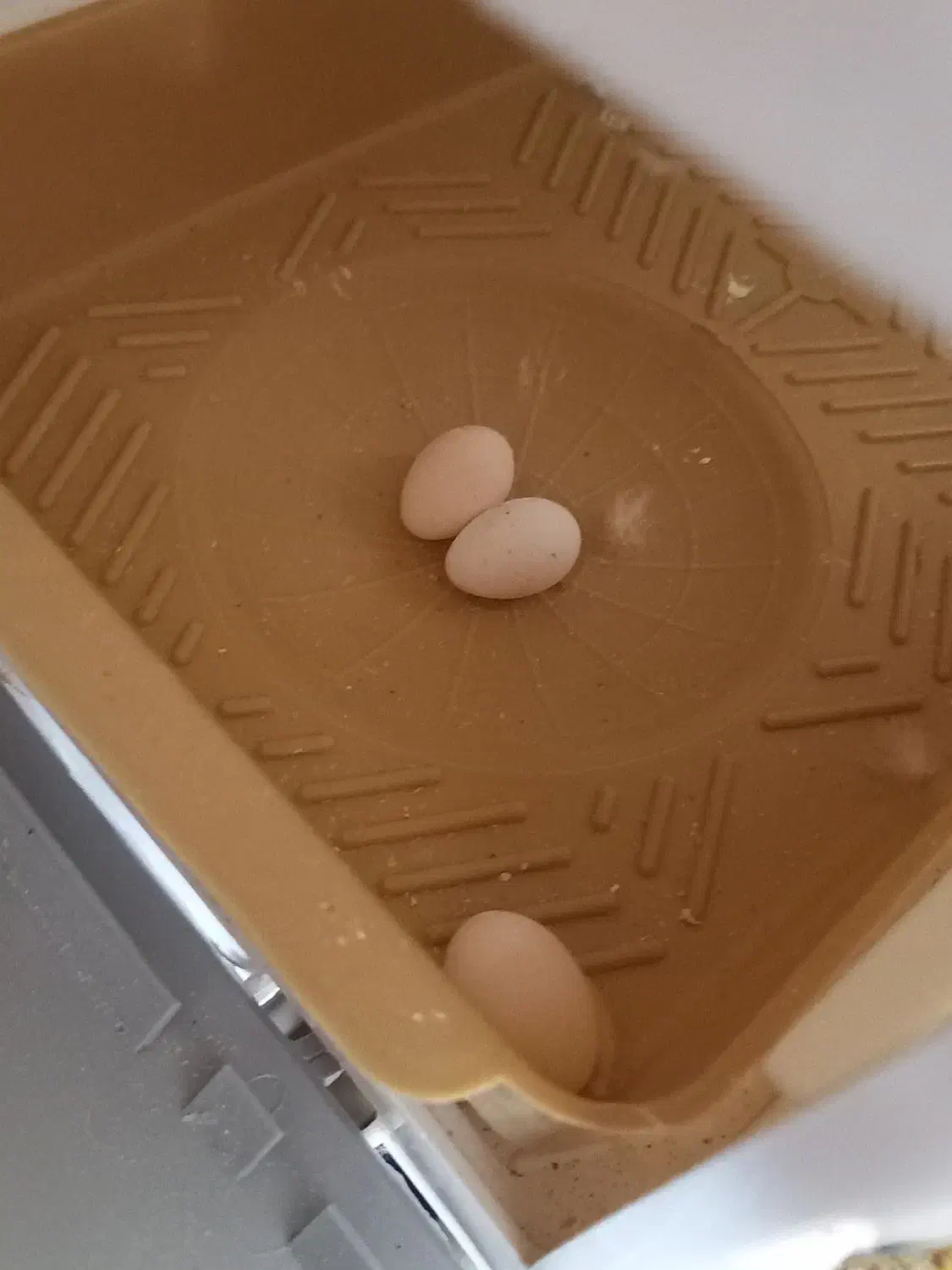 طوطی برزیلی مولد|پرنده|کرمانشاه, |دیوار