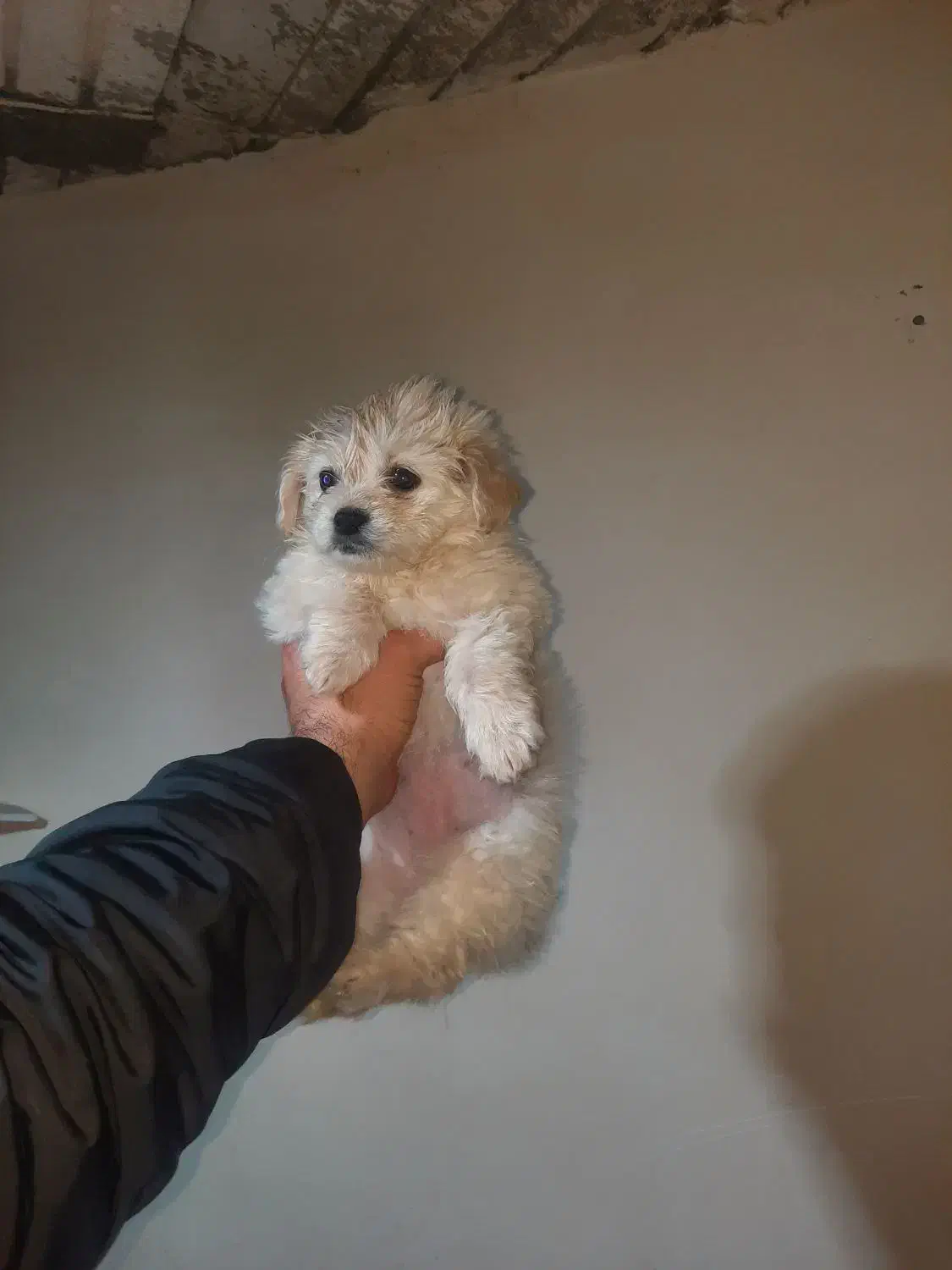 سگ شیتزو دو ماهه ماده|سگ|نوشهر, |دیوار