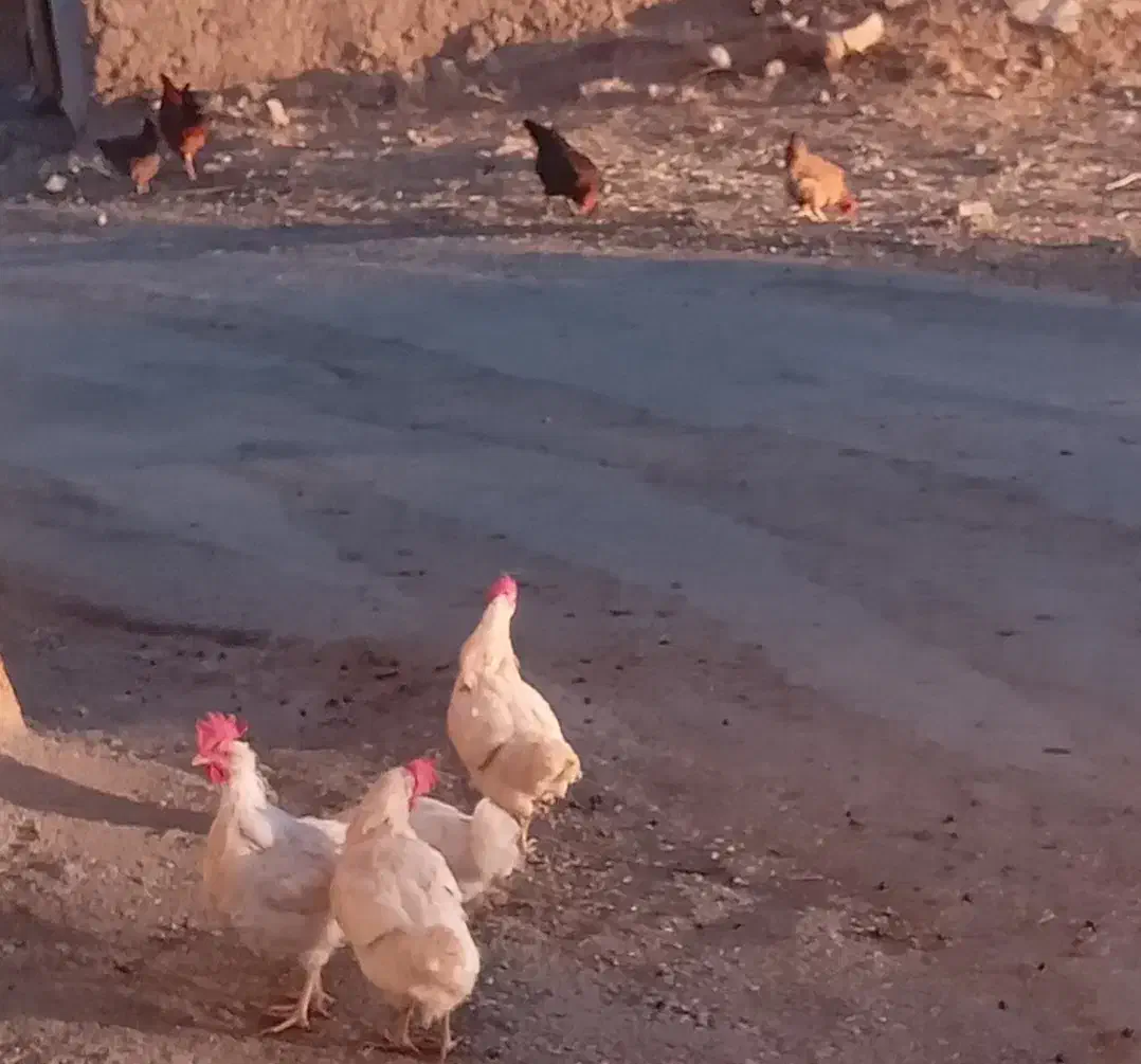 فروش ۱۰عددمرغ|حیوانات مزرعه|کلیائی, |دیوار