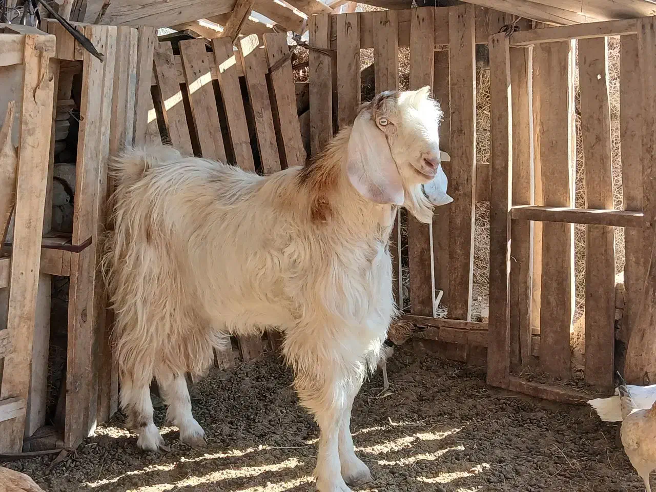 کهره|حیوانات مزرعه|هیرمند, |دیوار