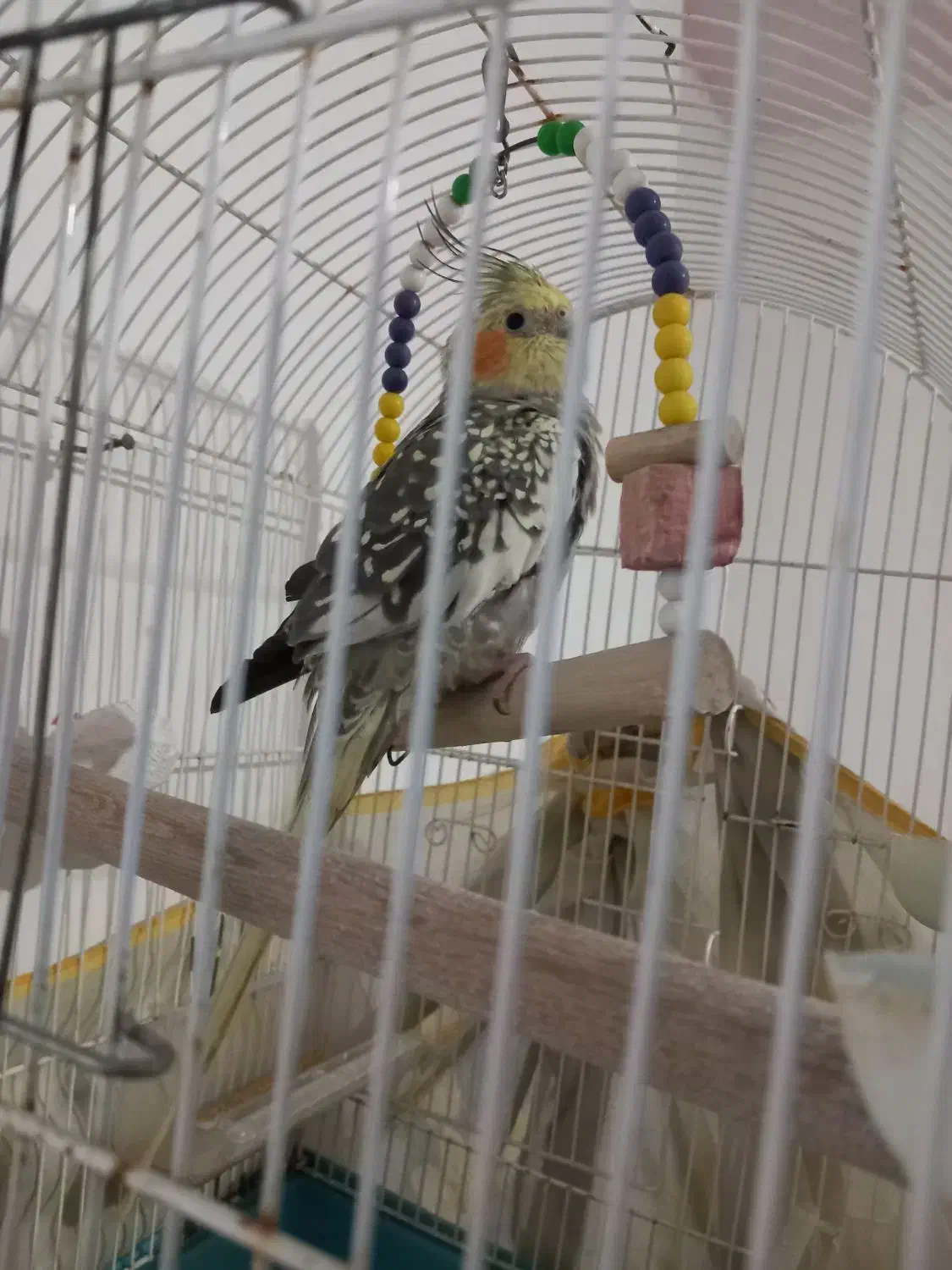 عروس هلندی|پرنده|گلپایگان, |دیوار