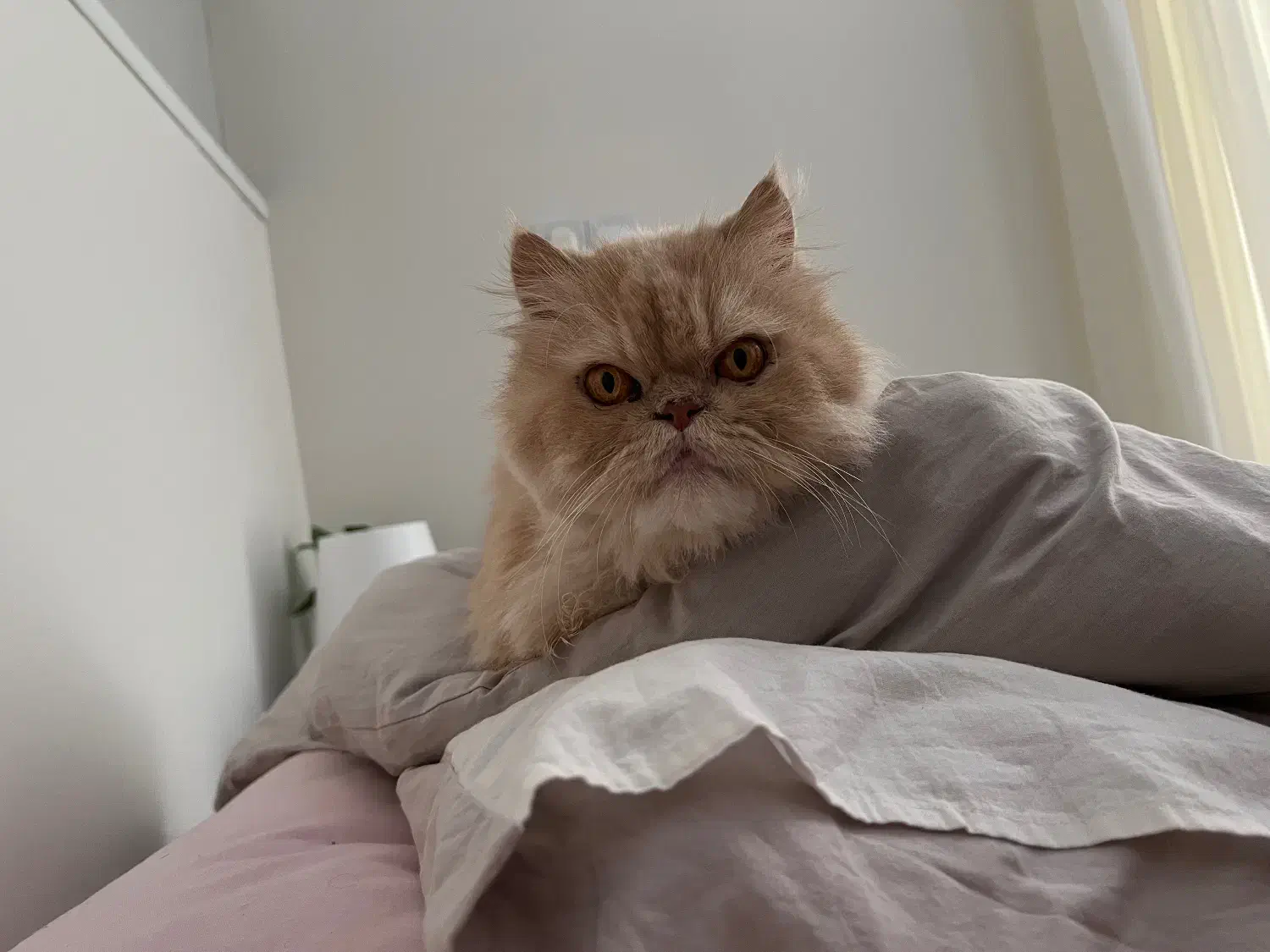 گربه‌ گمشده|حیوانات|تهران, شهرک غرب|دیوار