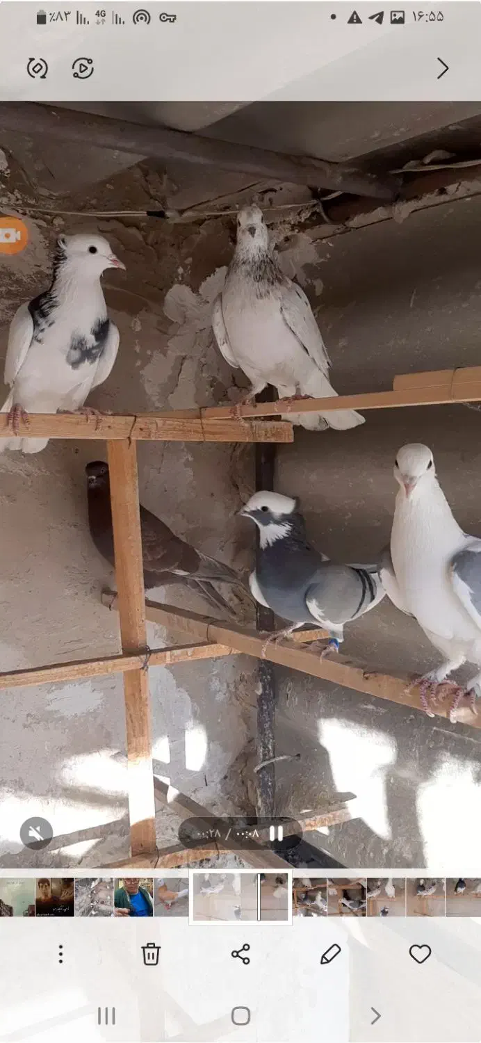 کبوتر|پرنده|تفرش, |دیوار