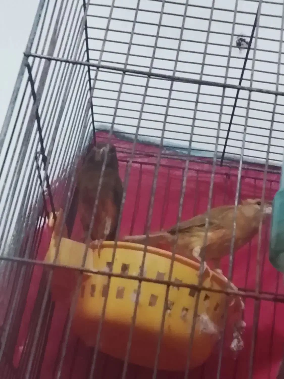 یه جفت قناری استوره سوخته سرخ|پرنده|کرمان, |دیوار