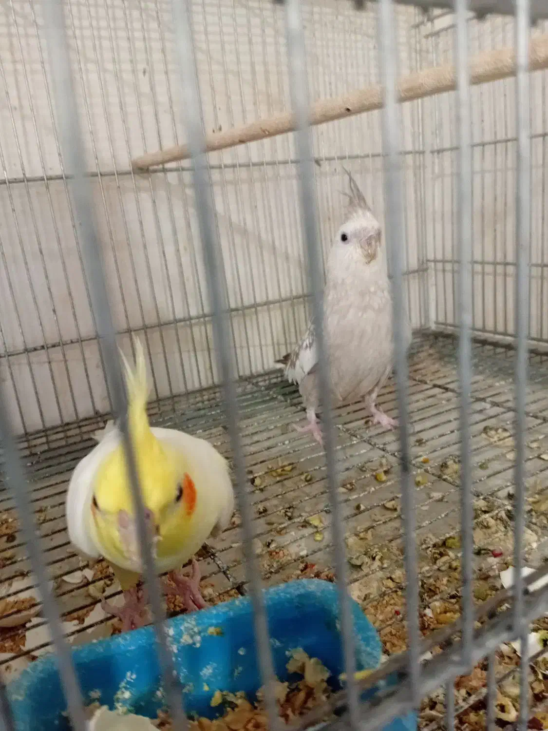 جوجه عروس هلندی مرواریدی در رباط کریم|پرنده|چهاردانگه (تهران), |دیوار