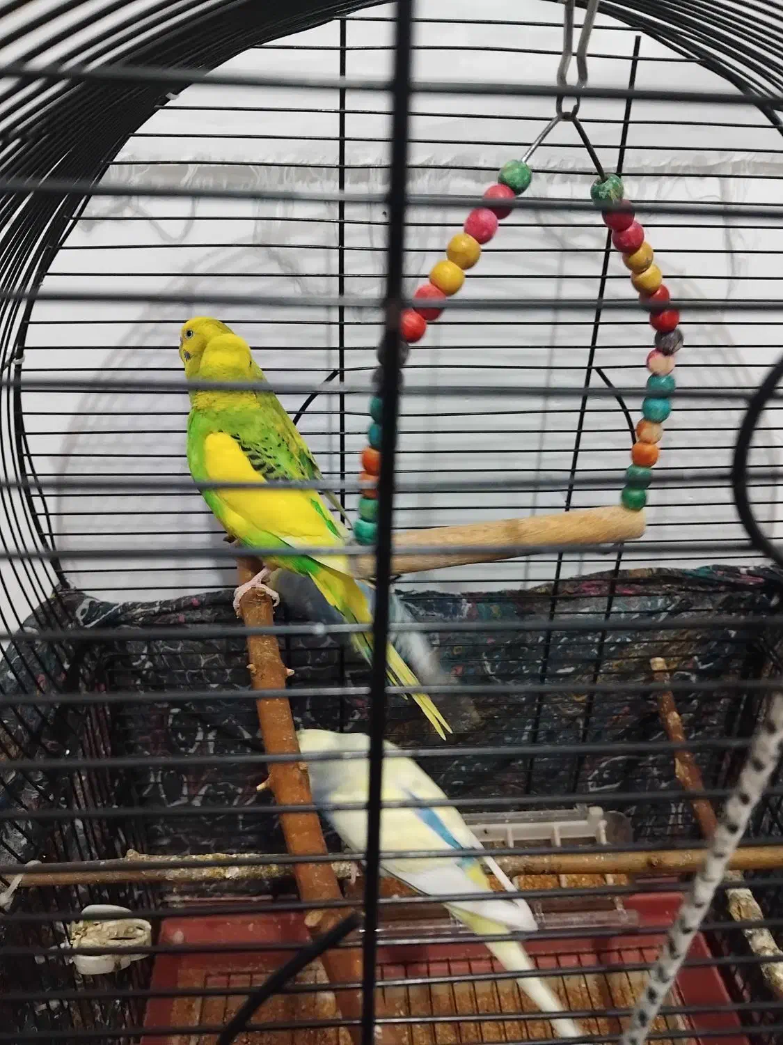 مرغ عشق فروشی|پرنده|سنگر, |دیوار