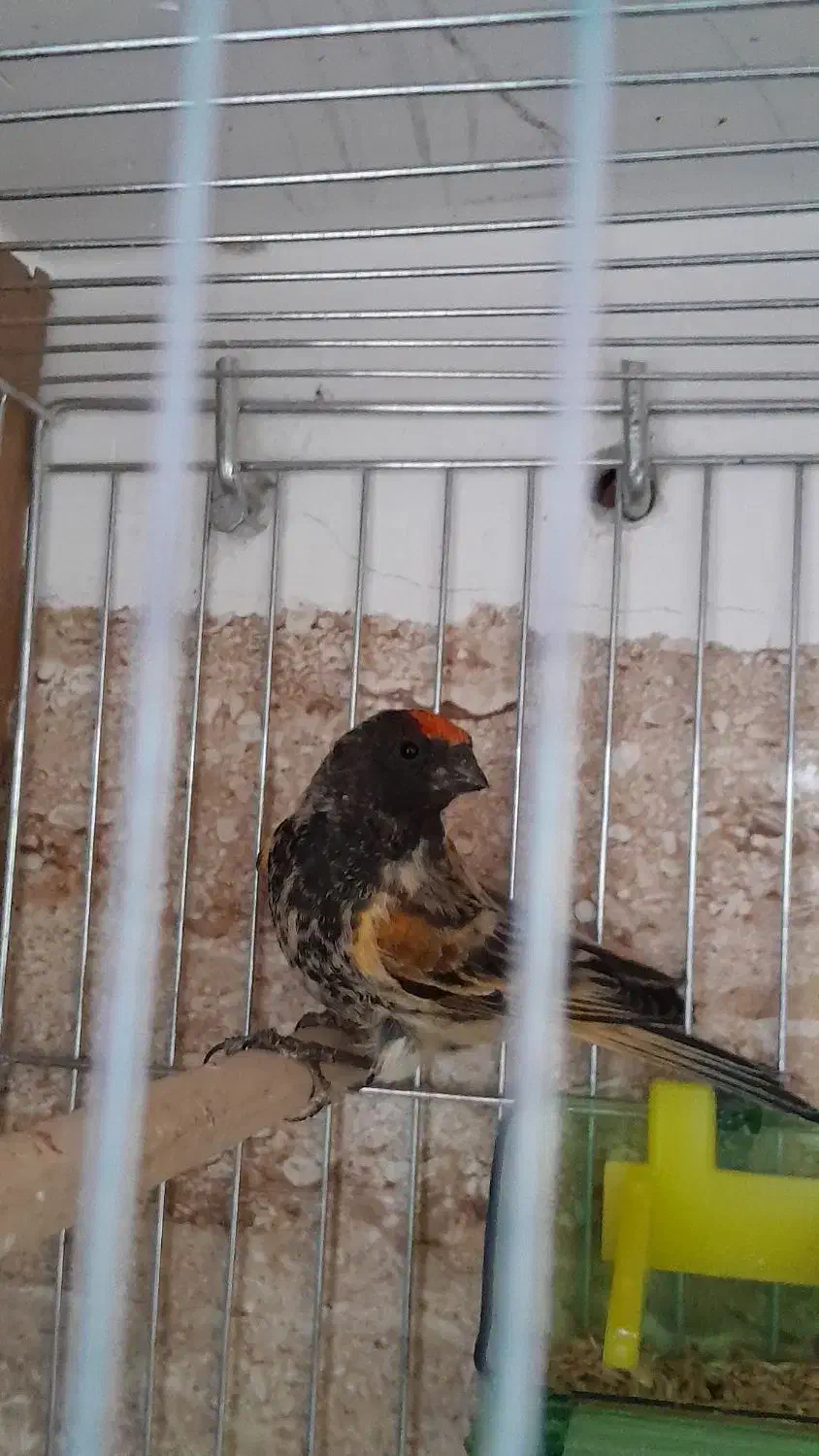 گلبسر نر مست مست جفتیه قناری|پرنده|ساوه, |دیوار