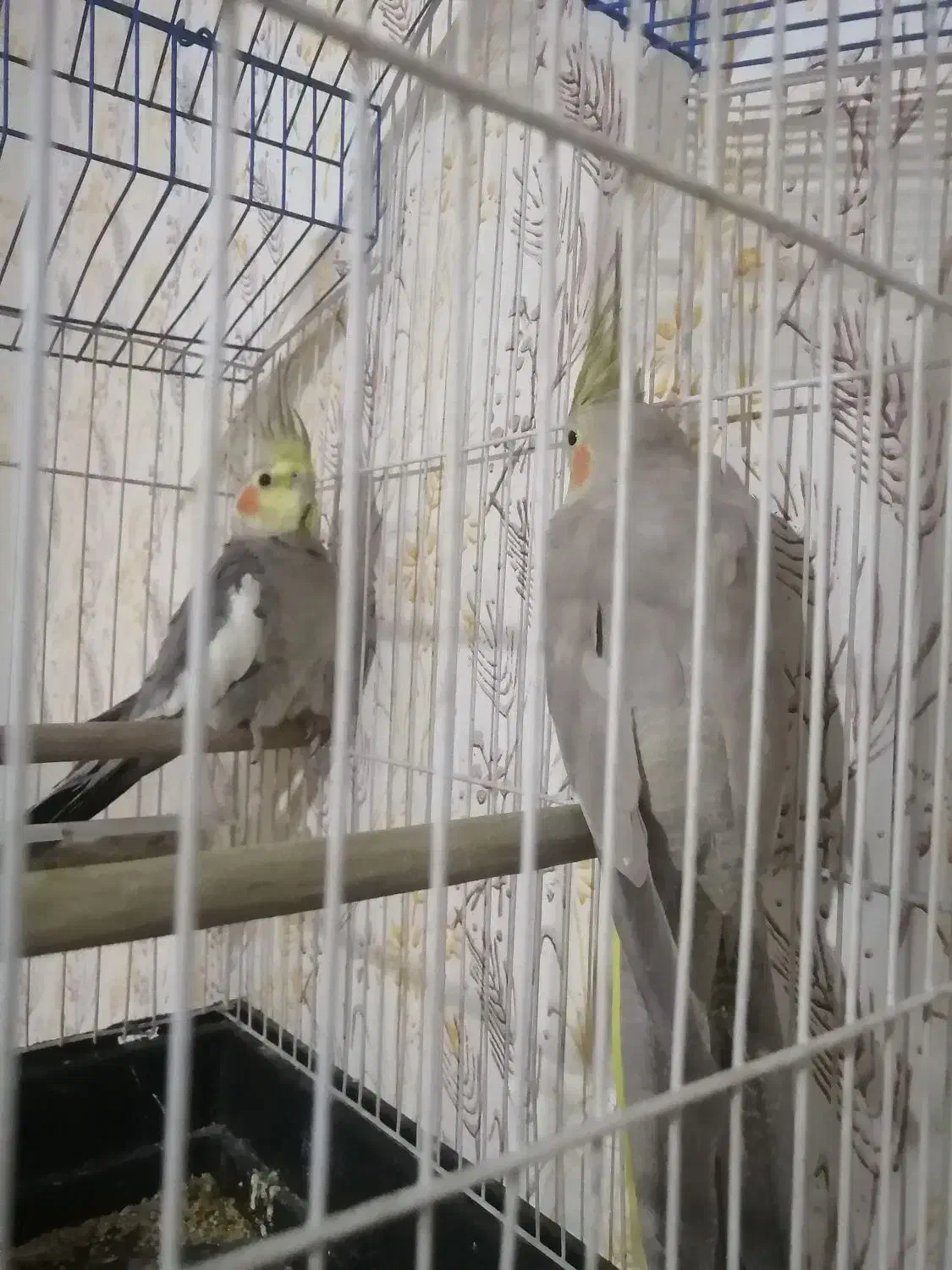 عروس هلندی جفت با قفس|پرنده|آزادشهر, |دیوار