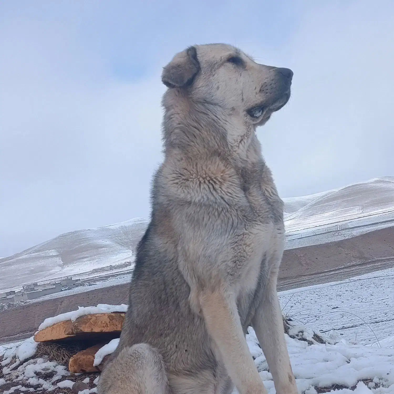 واگذاری سگ پژدر|سگ|شاهین دژ, |دیوار