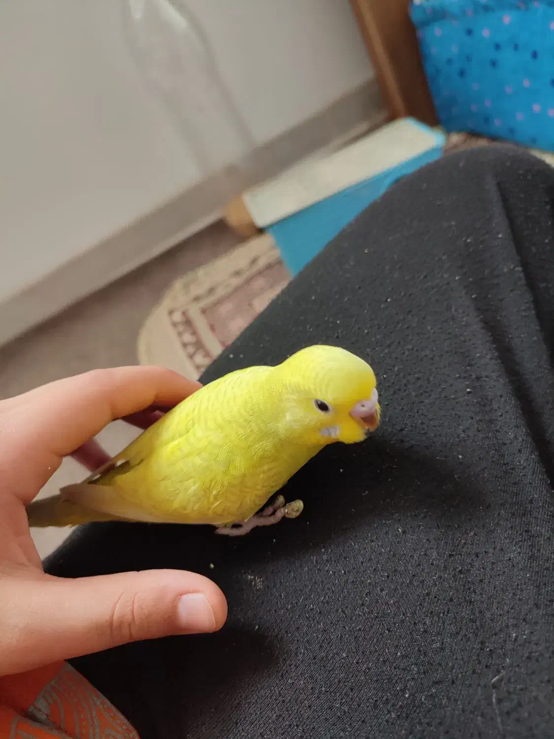 مرغ عشق|پرنده|مشهد, کشف|دیوار