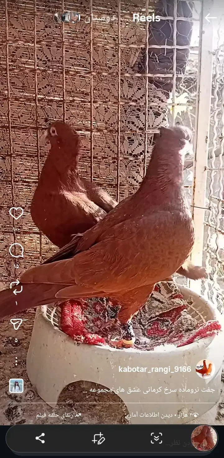 سرخ کرمانی کاکل|پرنده|تربتحیدریه, بی بی حسنیه|دیوار