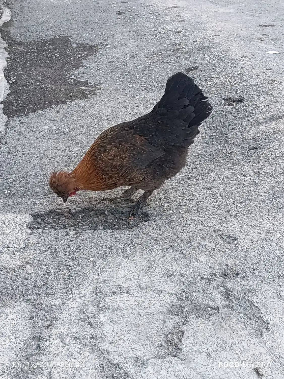 مرغ سلطان کاکلی و پاپر جوجه خروس|حیوانات مزرعه|کرمانشاه, |دیوار