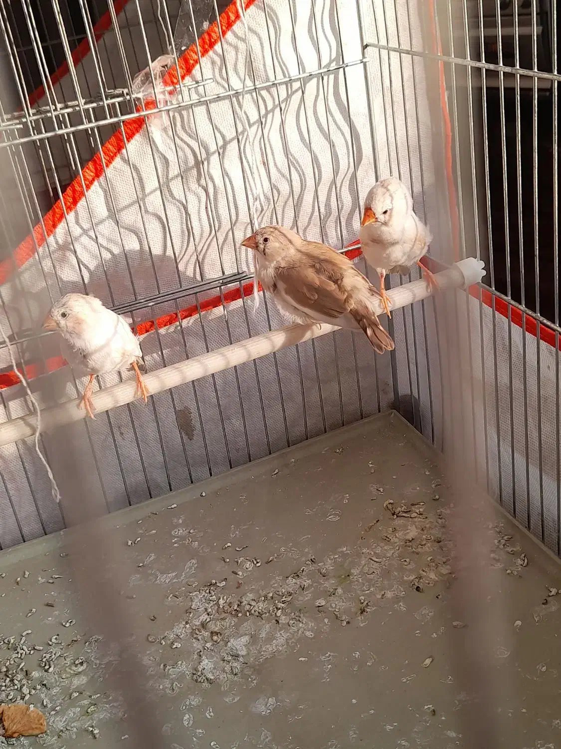 پرنده فنچ|پرنده|نجفآباد, کشاورز|دیوار