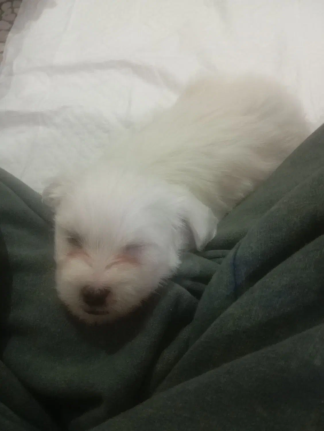 واگذاری تول شیتزو|سگ|آبادان, |دیوار