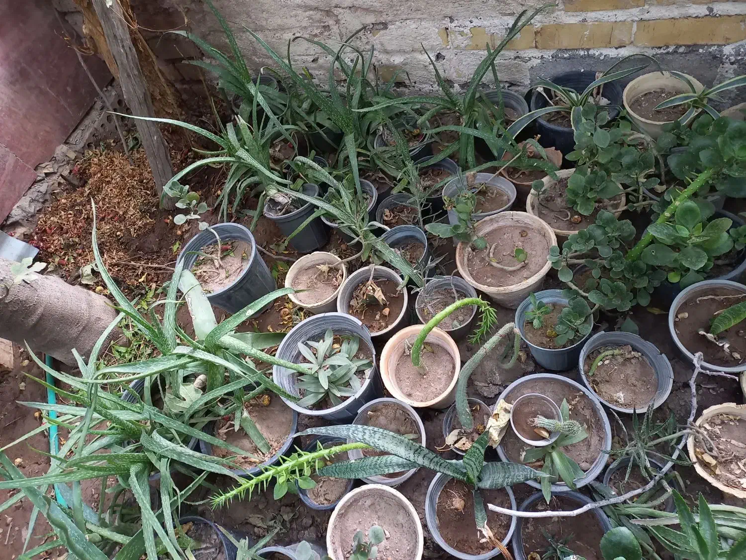 گل وگلدان|گل و گیاه طبیعی|کرمان, |دیوار