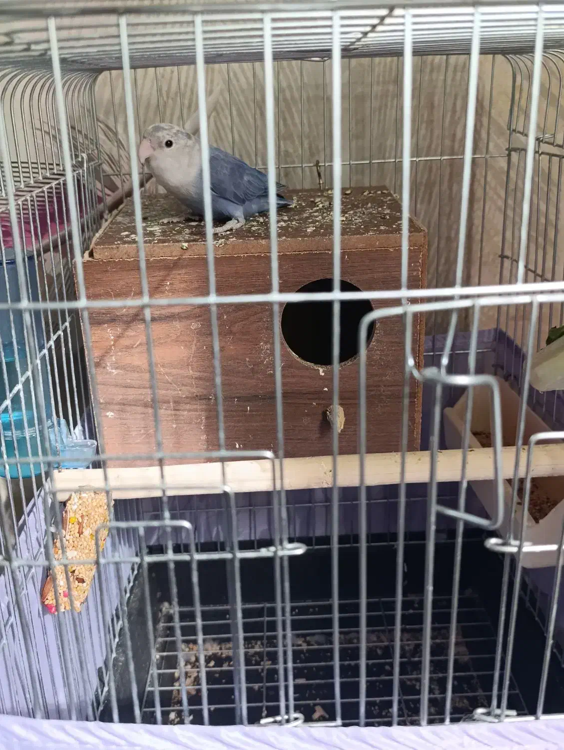 طوطی برزیلی بنفش|پرنده|تهران, دستغیب|دیوار