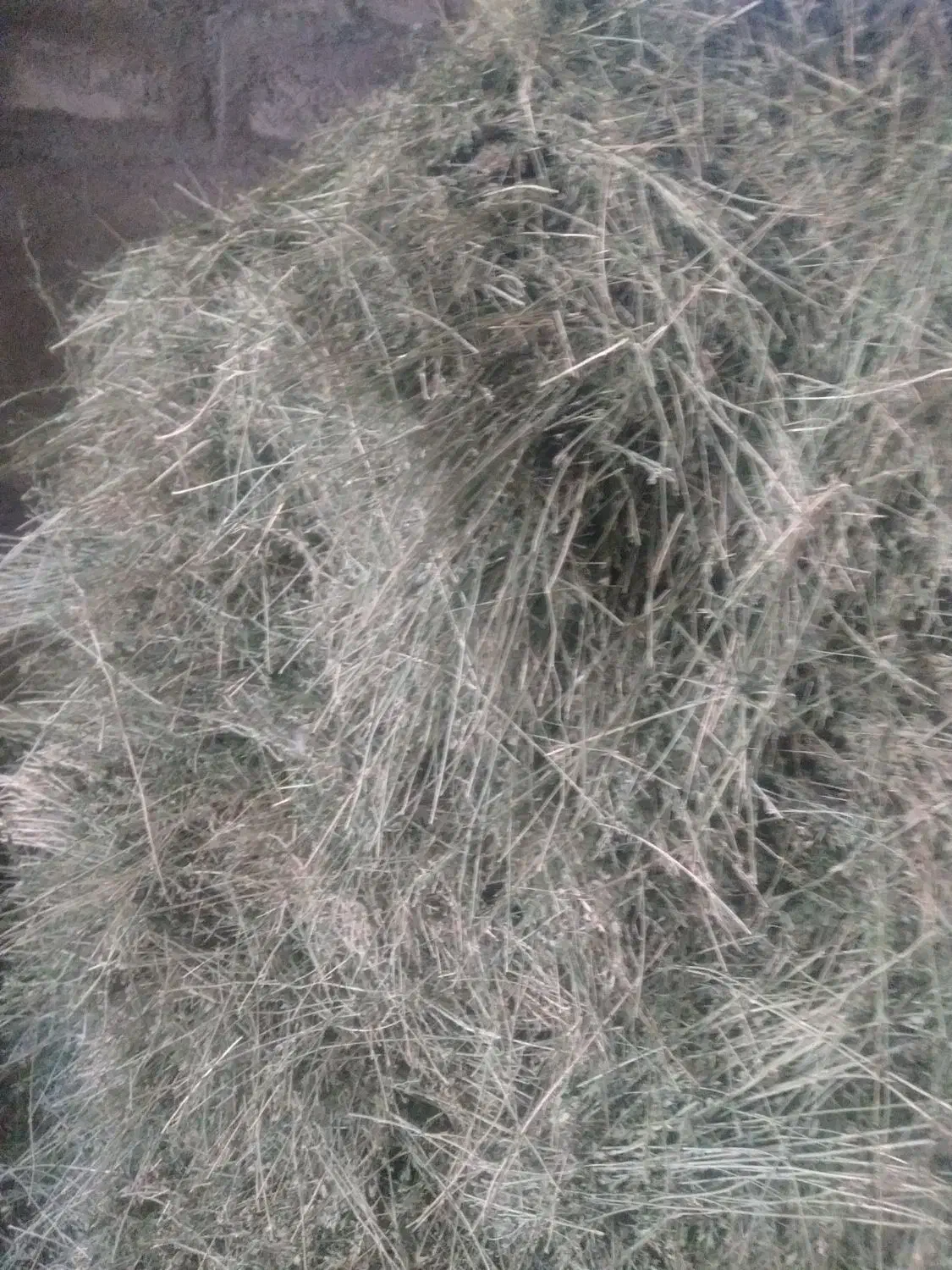 یونجه|خدمات باغبانی و درختکاری|بیرجند, |دیوار