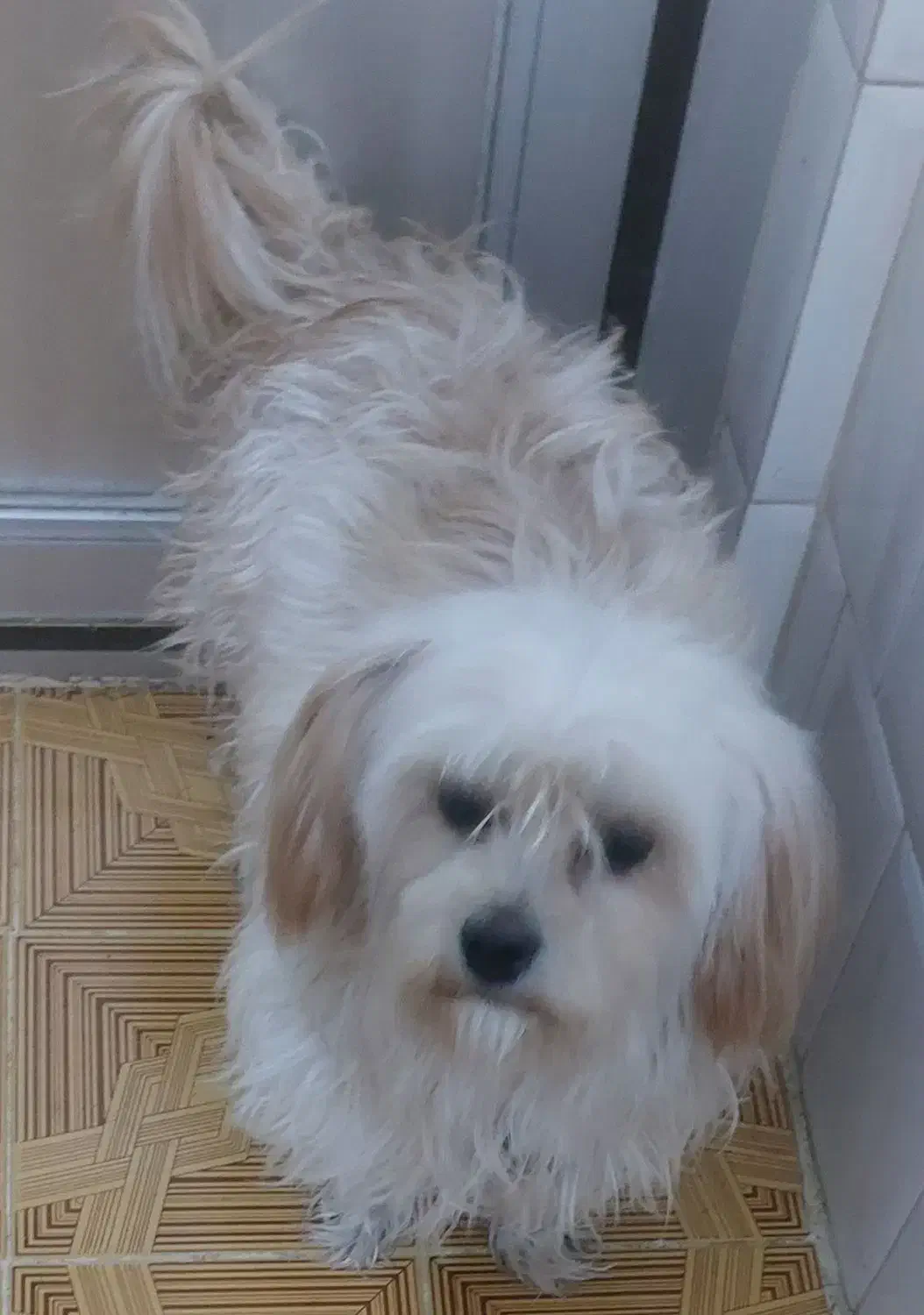 فروش زیباترین سگ دنیا|سگ|فولادشهر, باغشاد|دیوار