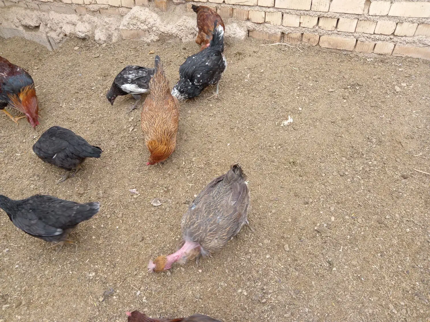 فروش مرغ محلی تخم گذار و خروس محلی|حیوانات مزرعه|شیراز, کیان آباد|دیوار