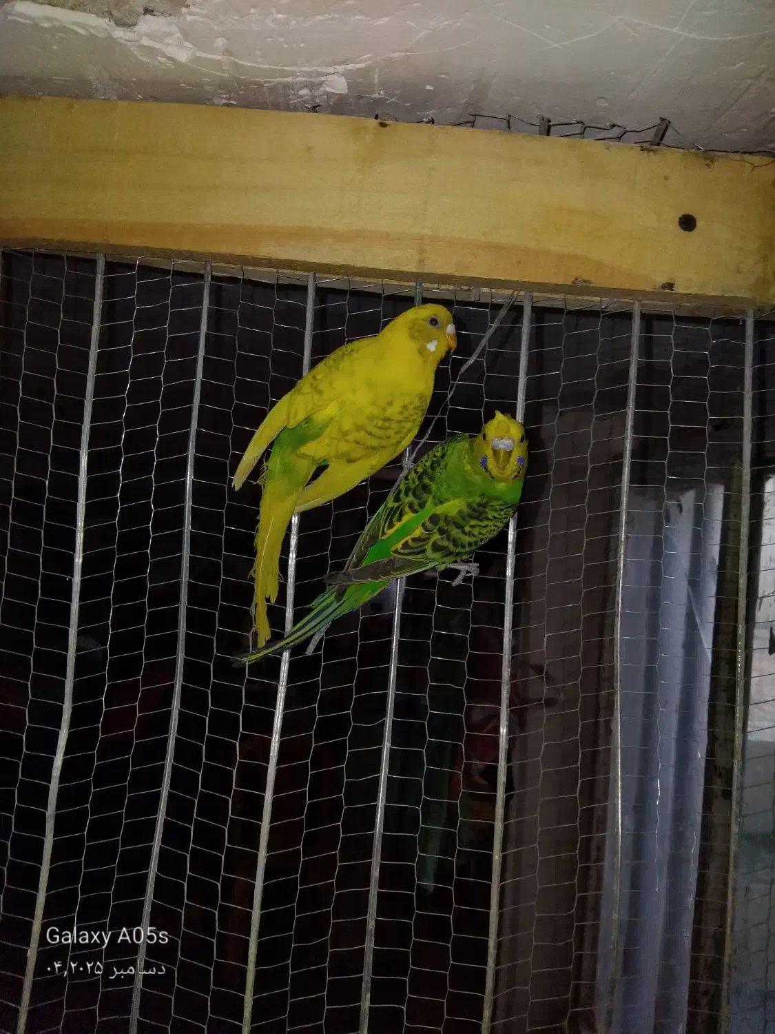 مرغ عشق شاخ دار روی تخم معاوضه هم میگنم|پرنده|بردسکن, |دیوار