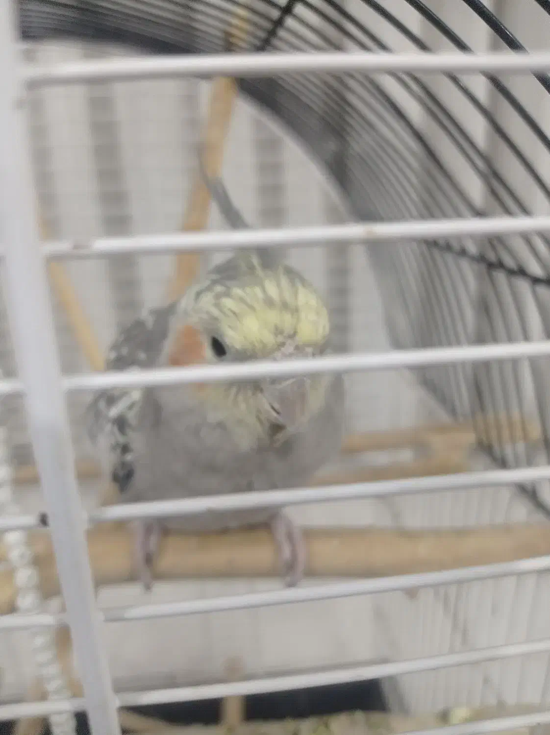 عروس هلندی نر|پرنده|شاهینشهر, گرگاب|دیوار