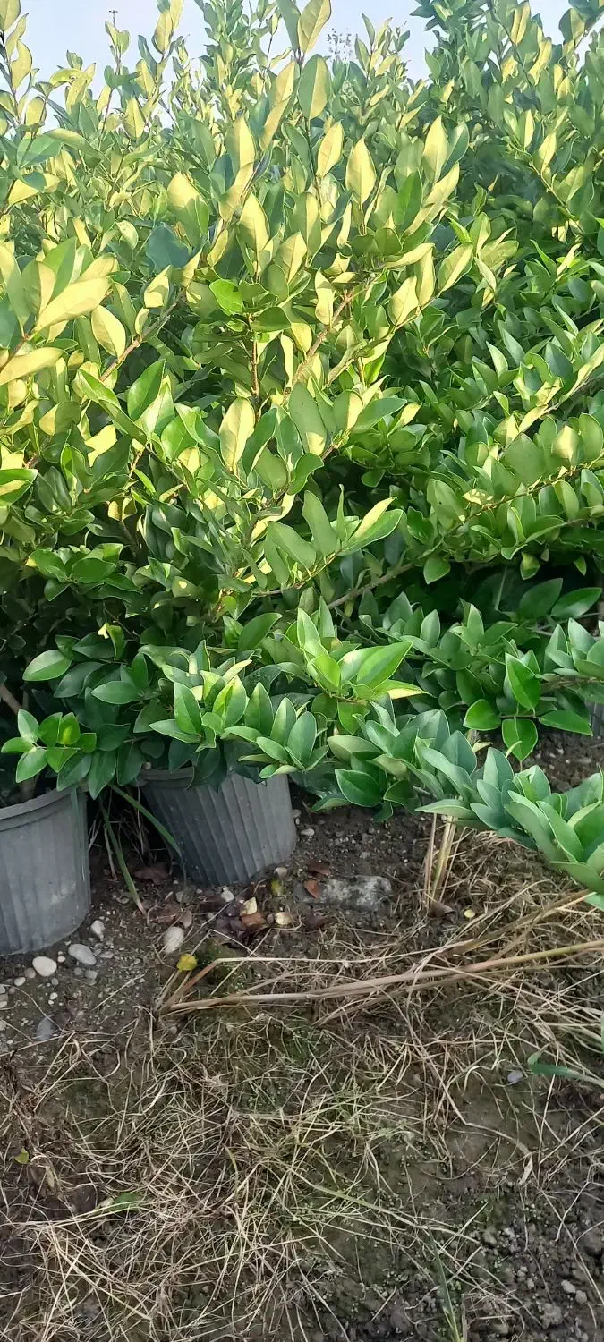 یاس هلندی سطل ۱۰|گل و گیاه طبیعی|تنکابن, |دیوار