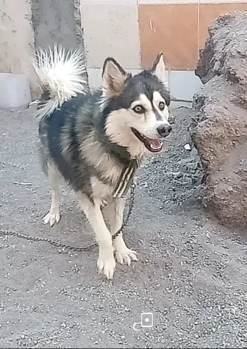 سگ هاسکی حرف گوش کن|سگ|کرمان, |دیوار