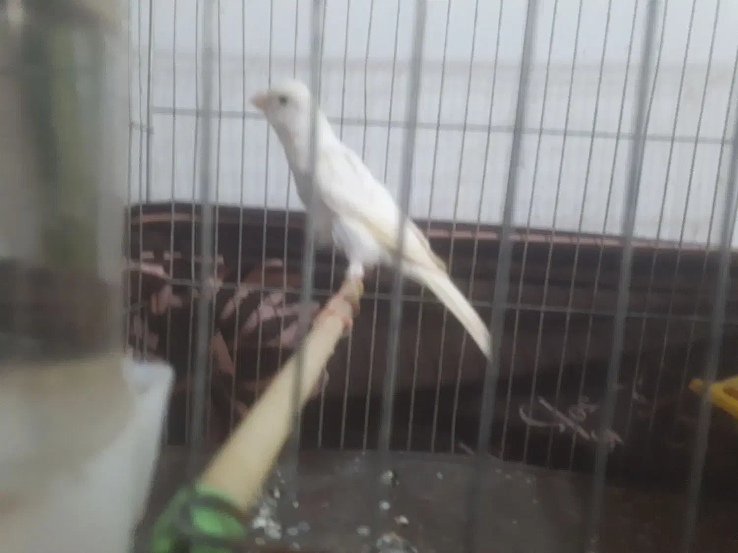 قناری ماده|پرنده|سنگر, |دیوار