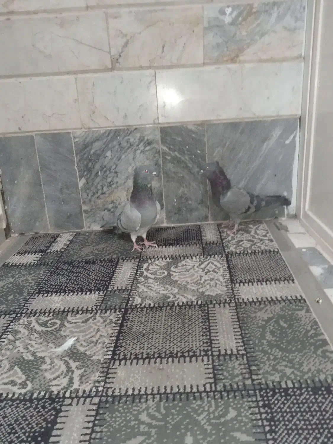 کفتر سبز دوخط و ماده سین دم سیاه|پرنده|قم, نیروگاه|دیوار