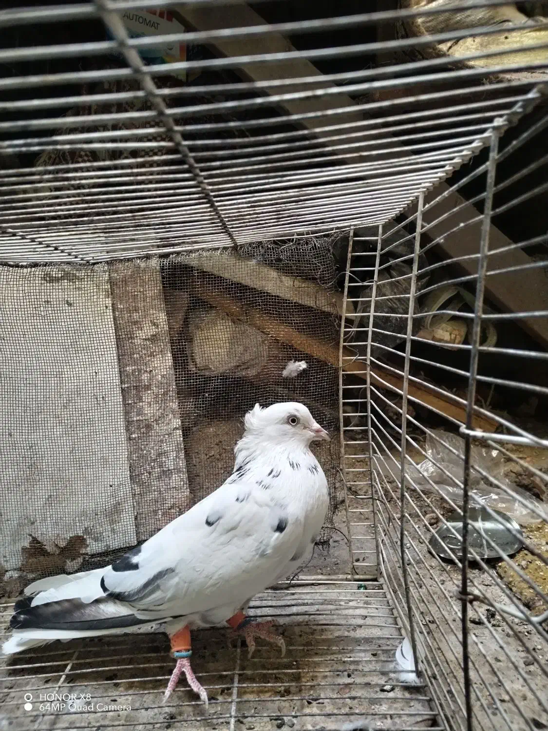 تهرونی  بالا رو، سار دم سفید کاکلی، قعره، کله جوزی|پرنده|مشهد, رضاییه|دیوار