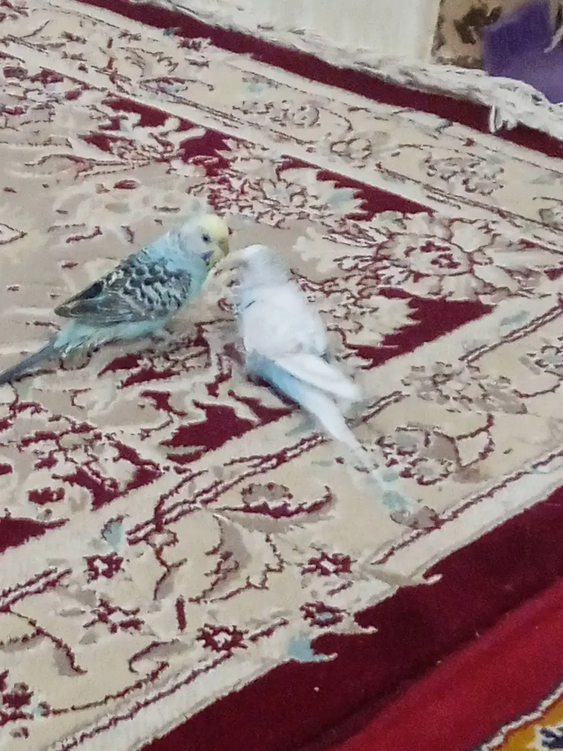 مرغ عشق|پرنده|انابد, |دیوار