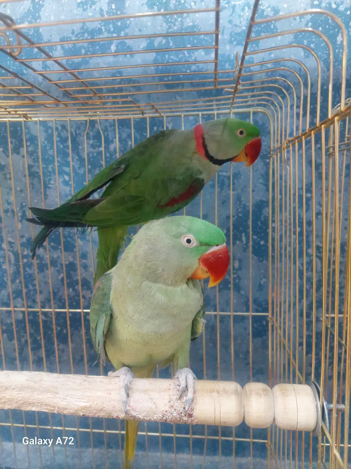 گرینچیک آرا راهب عروس هلندی طوطی|پرنده|گلبهار, شهر جدید گلبهار|دیوار