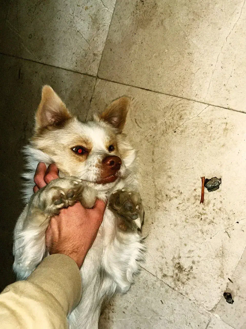 سگ پاکوتاه|سگ|گنبد کاووس, |دیوار