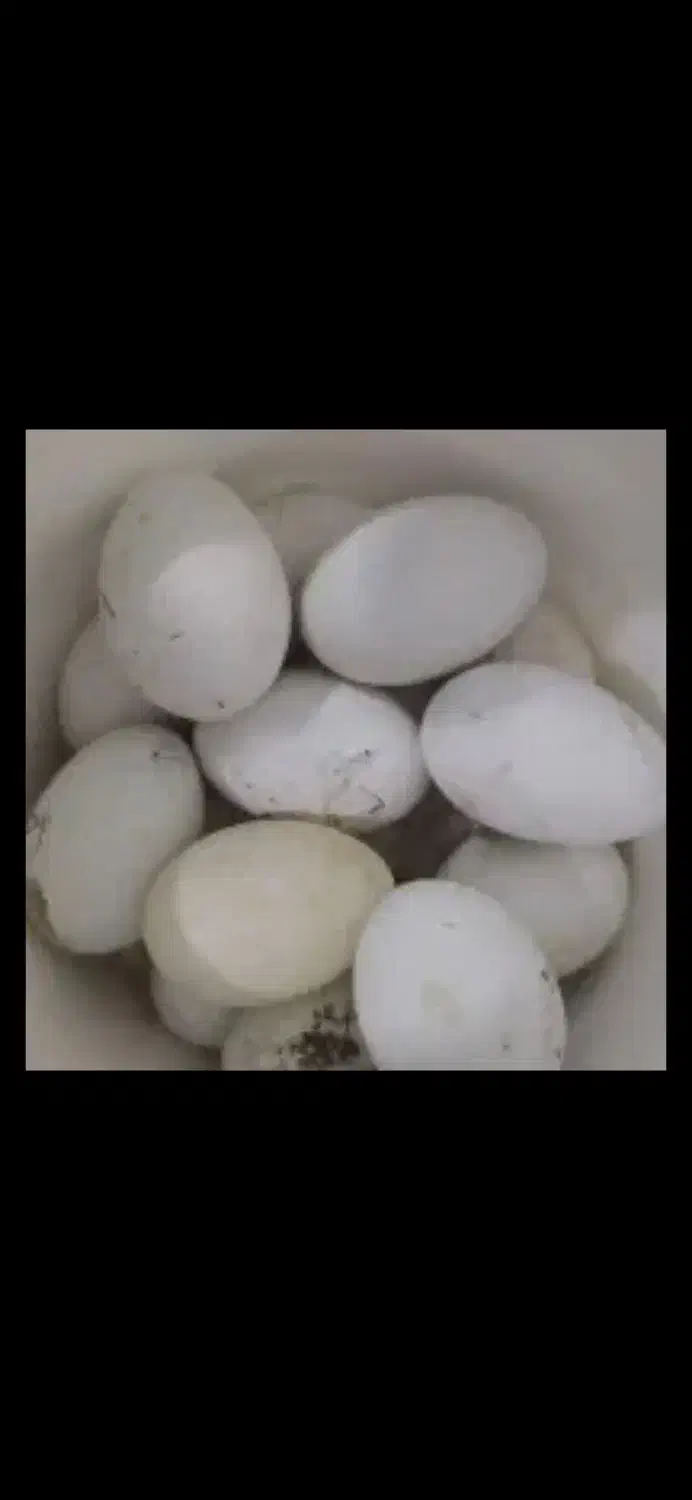 تخم غاز دورگه نطفه دار|حیوانات مزرعه|چوبر, |دیوار