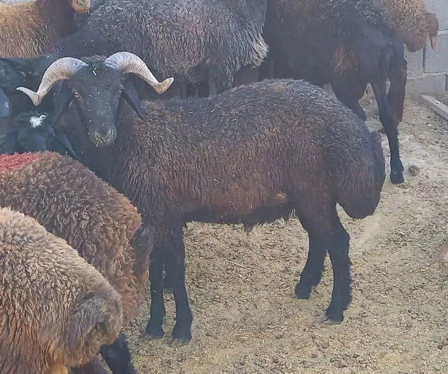 بره نر مناسب برای قوچ و کشتاری|حیوانات مزرعه|تهران, بهارستان|دیوار